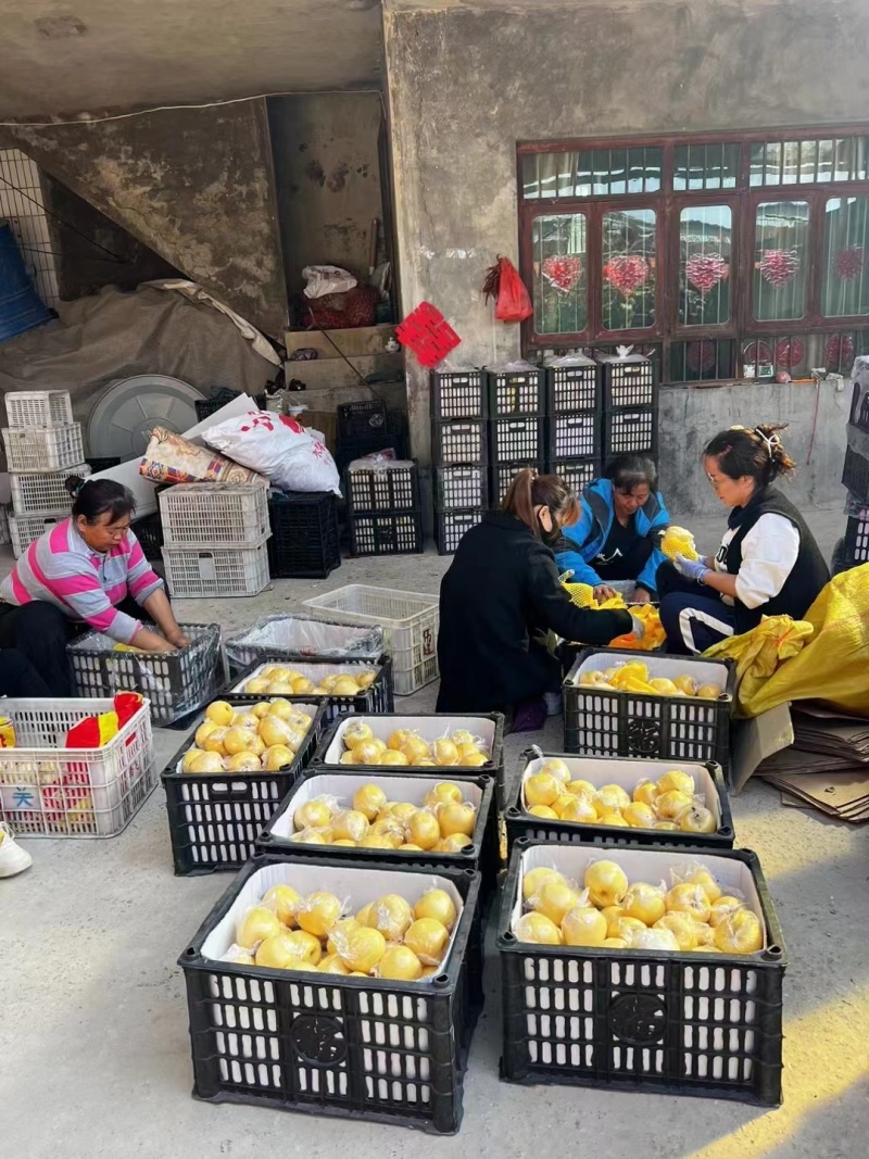 黄金维纳斯苹果产地直供品质保证量大从优欢迎洽谈
