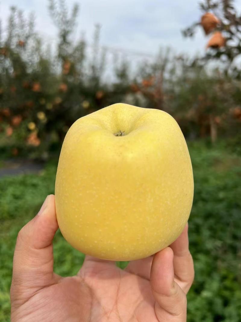 黄金维纳斯苹果产地直供品质保证量大从优欢迎洽谈