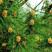 马尾松种子青松山松枞松绿化树适应性强生长快速荒山造林林木