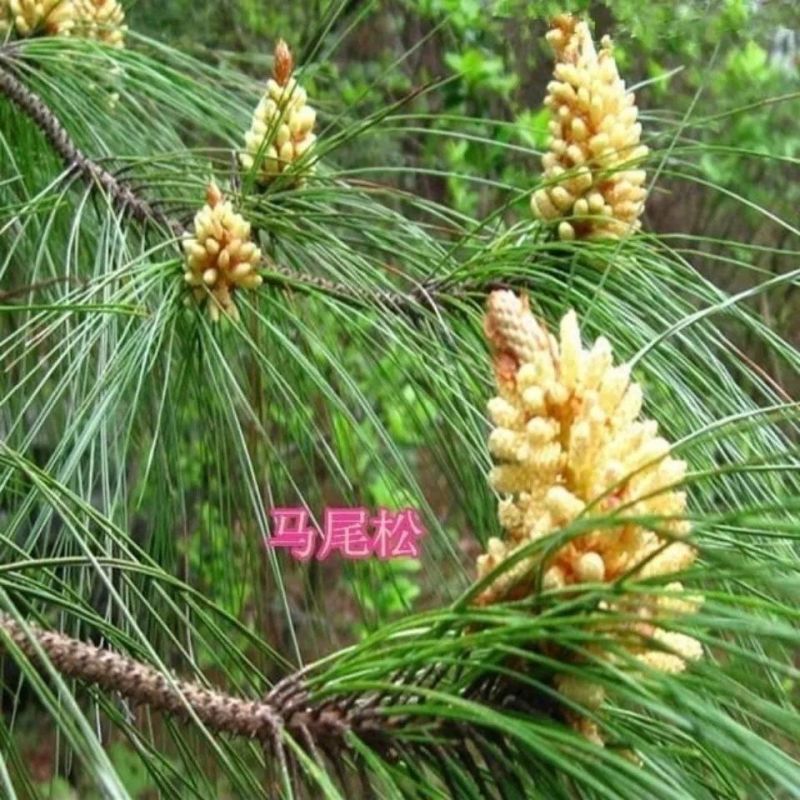 马尾松种子青松山松枞松绿化树适应性强生长快速荒山造林林木