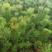 马尾松种子青松山松枞松绿化树适应性强生长快速荒山造林林木