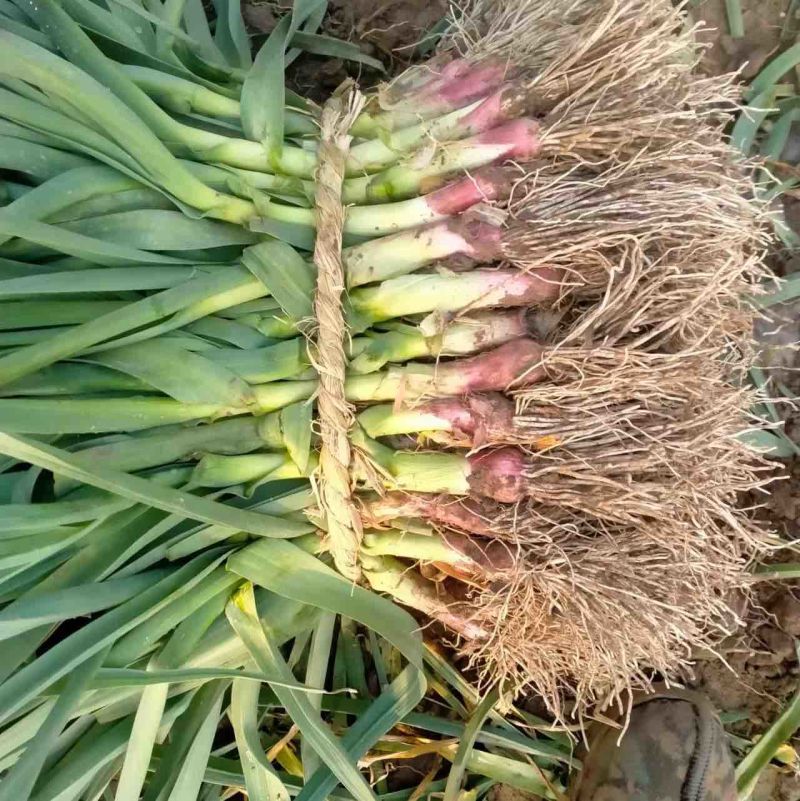 大棚大蒜