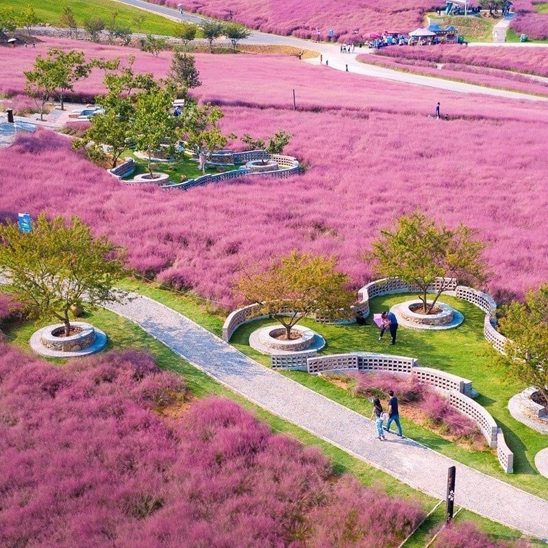 粉黛乱子草种子网红草花种籽子毛芒乱子草多年生花种子景观花