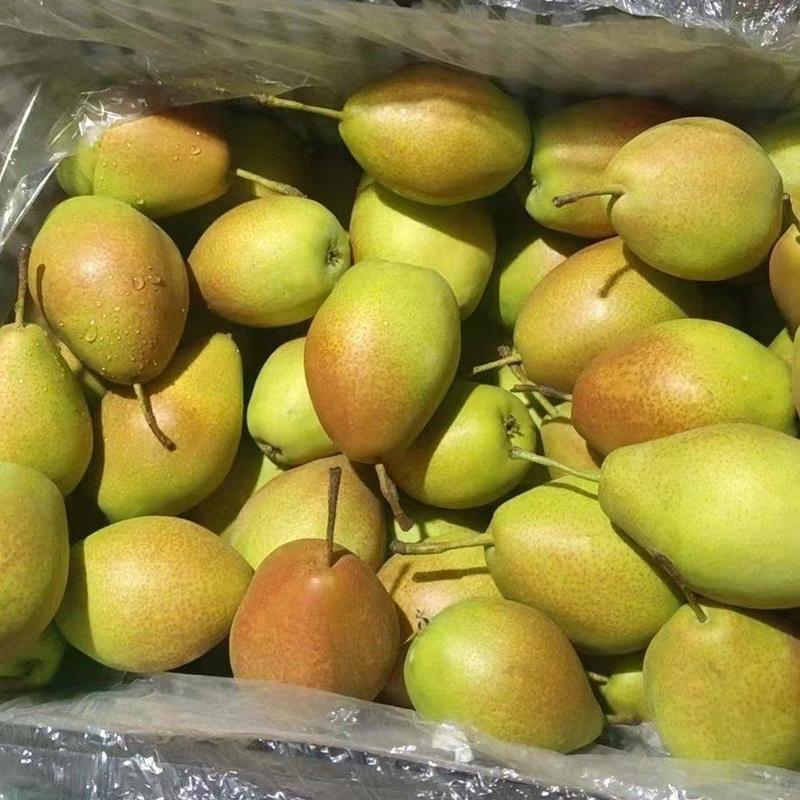 《红香酥梨》河北梨子长期供货支持视频看货一手货源全国代发