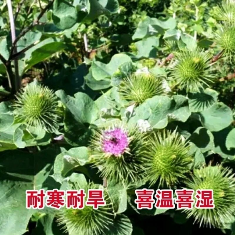 牛蒡子种子特价牛蒡子出售牛蒡种子牛蒡茶种子牛旁种子简单易