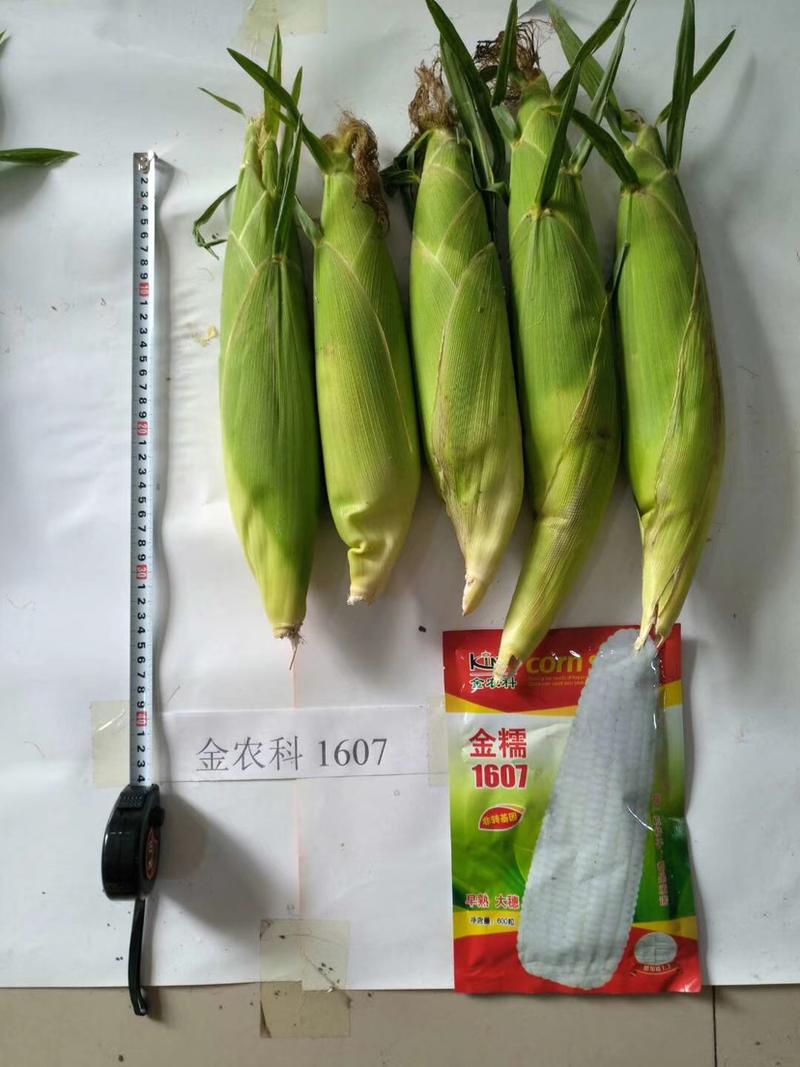 【早熟】【大穗】金糯1607白糯玉米种子抢早上市