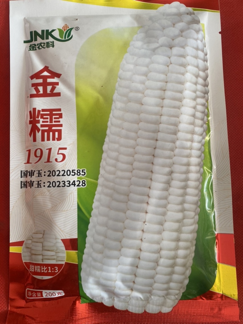 【超大穗】金糯1915白甜糯玉米种子穗大口感好