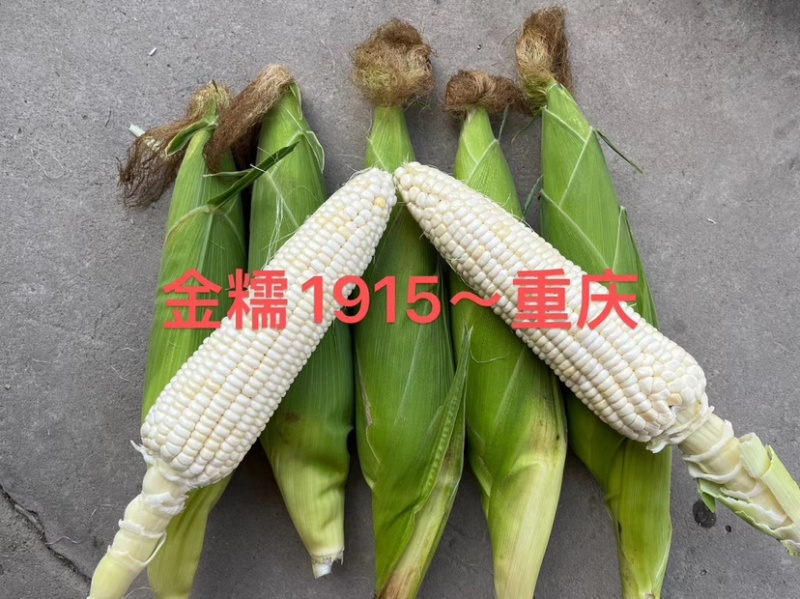 【超大穗】金糯1915白甜糯玉米种子穗大口感好