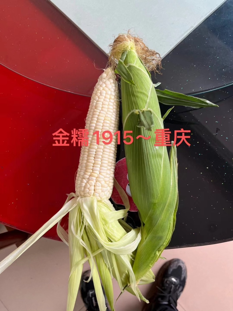 【超大穗】金糯1915白甜糯玉米种子穗大口感好