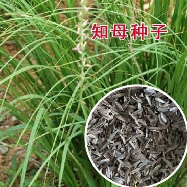 知母种子新地参籽中药材精选种苗种植毛之母种孑春季四季管理