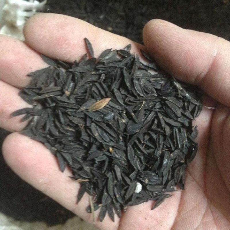 知母种子新地参籽中药材精选种苗种植毛之母种孑春季四季管理