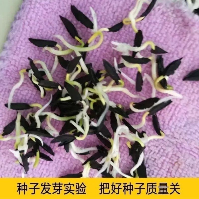 知母种子新地参籽中药材精选种苗种植毛之母种孑春季四季管理