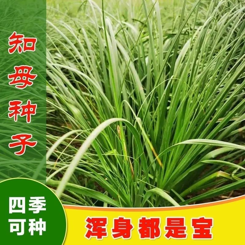 知母种子新地参籽中药材精选种苗种植毛之母种孑春季四季管理