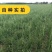 知母种子新地参籽中药材精选种苗种植毛之母种孑春季四季管理