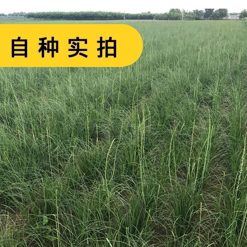 知母种子新地参籽中药材精选种苗种植毛之母种孑春季四季管理