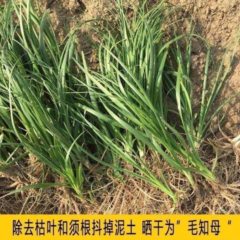 知母种子新地参籽中药材精选种苗种植毛之母种孑春季四季管理