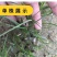 知母种子新地参籽中药材精选种苗种植毛之母种孑春季四季管理