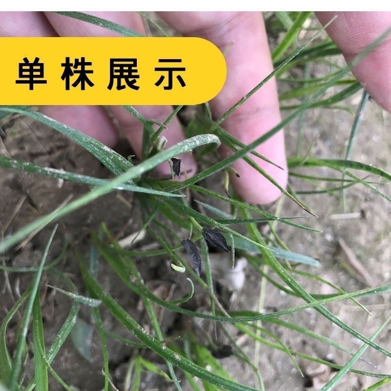 知母种子新地参籽中药材精选种苗种植毛之母种孑春季四季管理