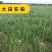 知母种子新地参籽中药材精选种苗种植毛之母种孑春季四季管理