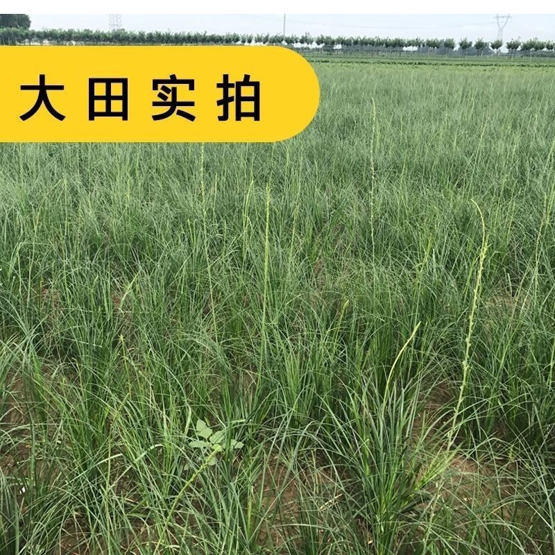 知母种子新地参籽中药材精选种苗种植毛之母种孑春季四季管理