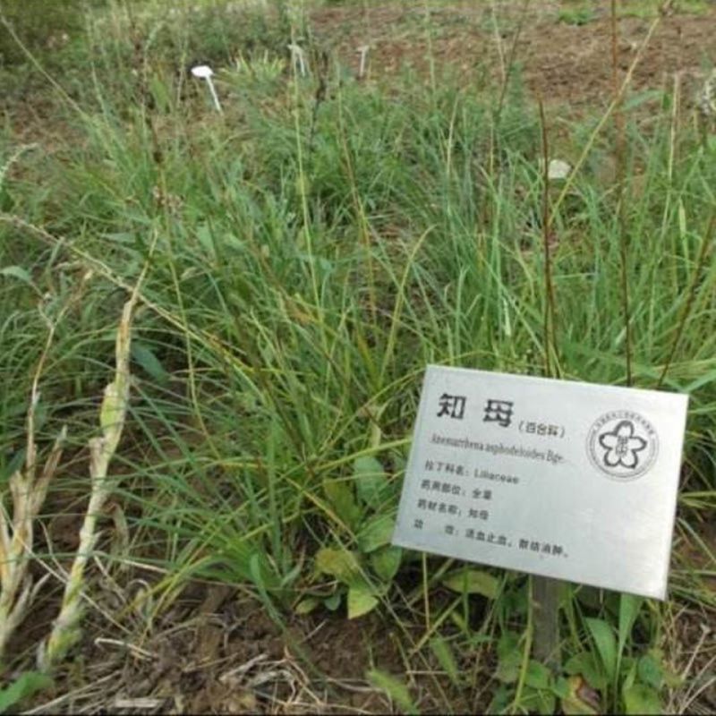 知母种子新地参籽中药材精选种苗种植毛之母种孑春季四季管理