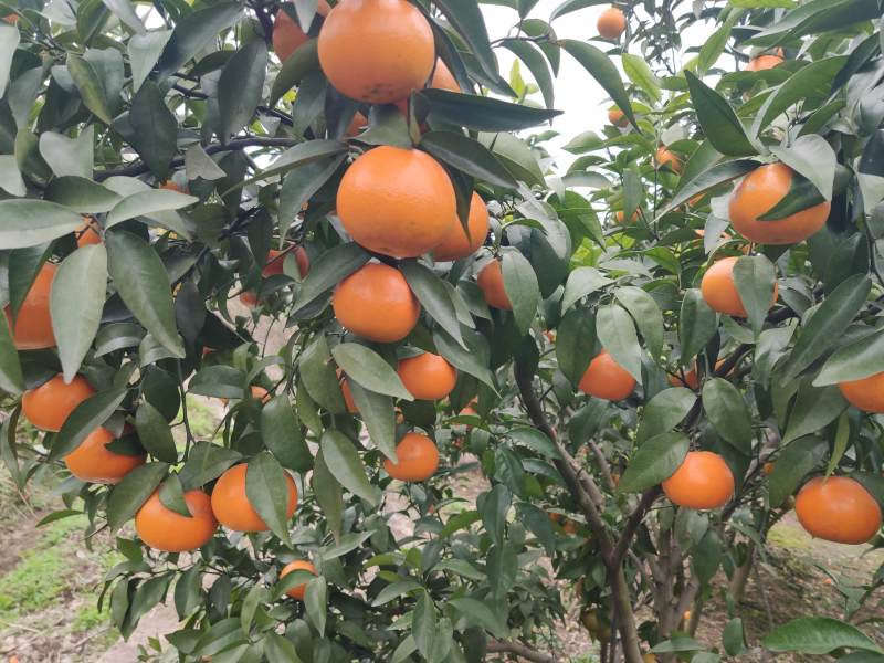 无核沃柑（安岳产）