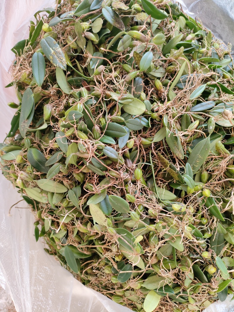 石橄榄小果