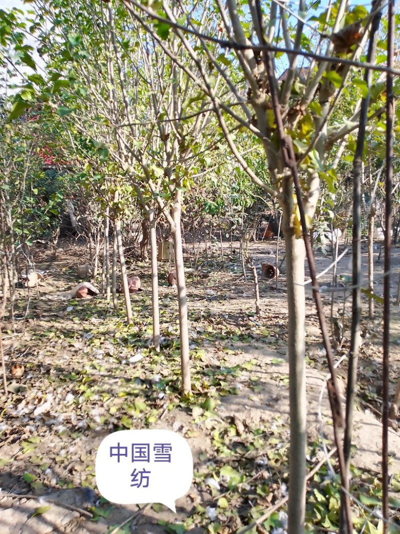 15个品种木槿，园艺观赏品种，不是绿化用红花品种