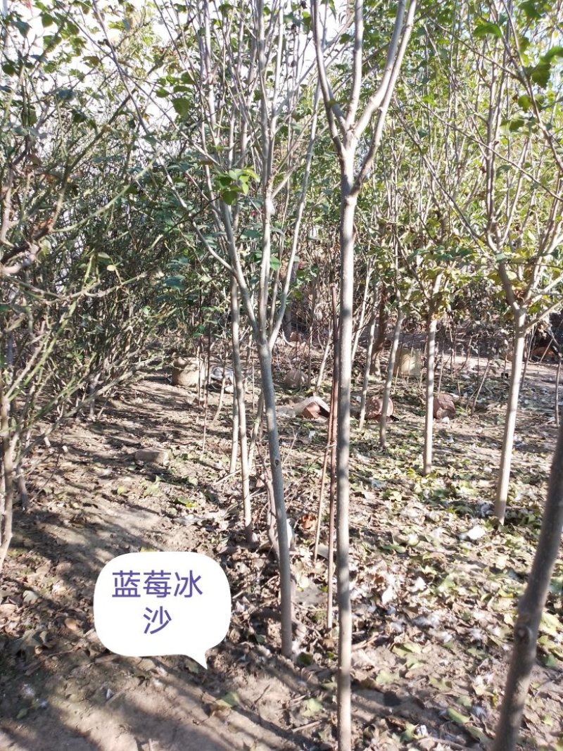 15个品种木槿，园艺观赏品种，不是绿化用红花品种