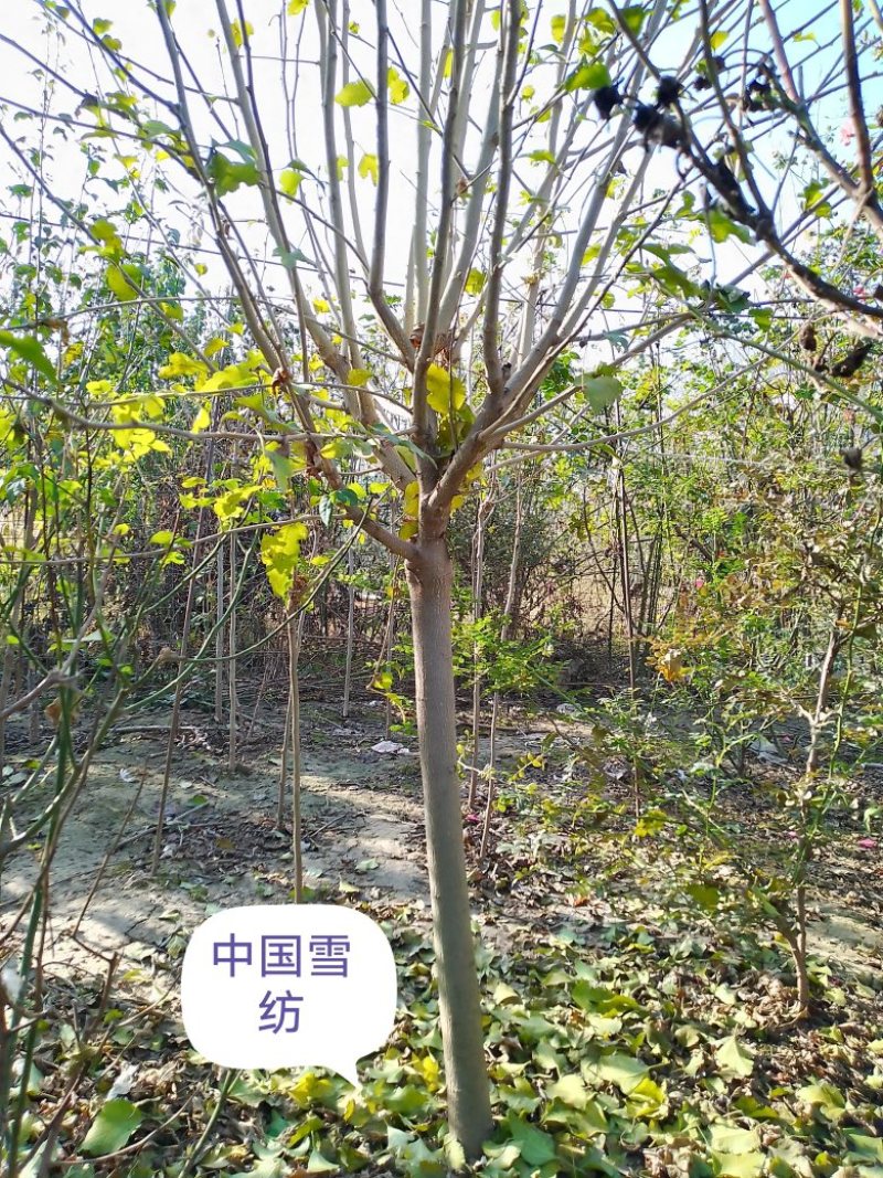 15个品种木槿，园艺观赏品种，不是绿化用红花品种