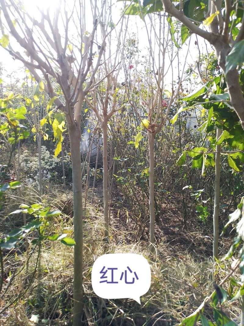 15个品种木槿，园艺观赏品种，不是绿化用红花品种