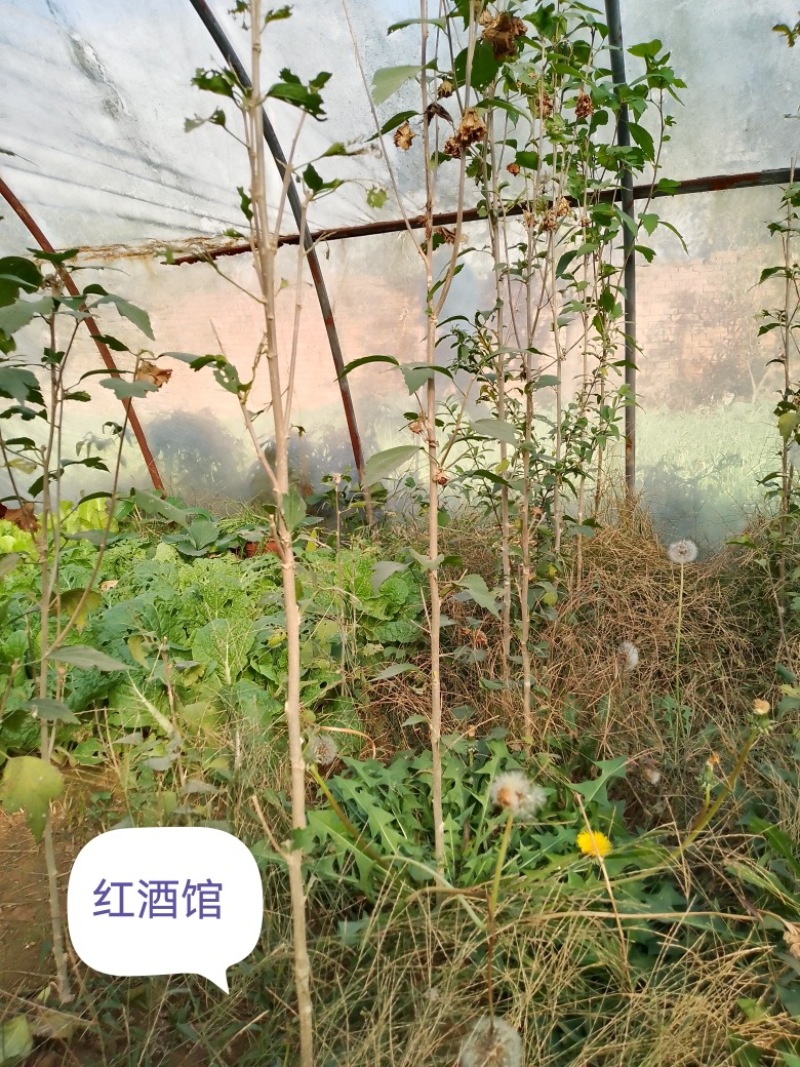 15个品种木槿，园艺观赏品种，不是绿化用红花品种