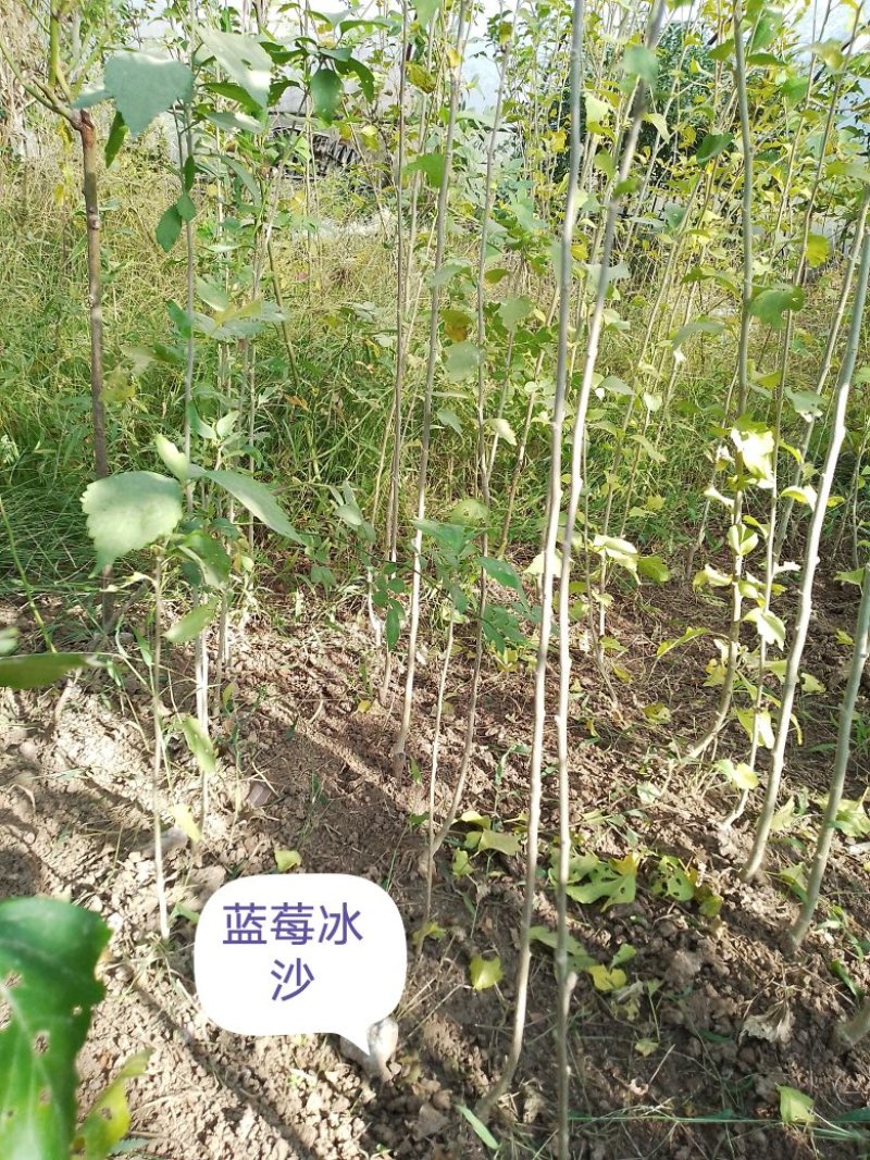 15个品种木槿，园艺观赏品种，不是绿化用红花品种