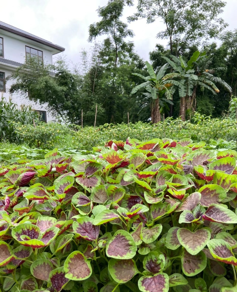 红圆叶苋菜种子四季盆栽阳台蔬菜种子柳叶青苋菜种子