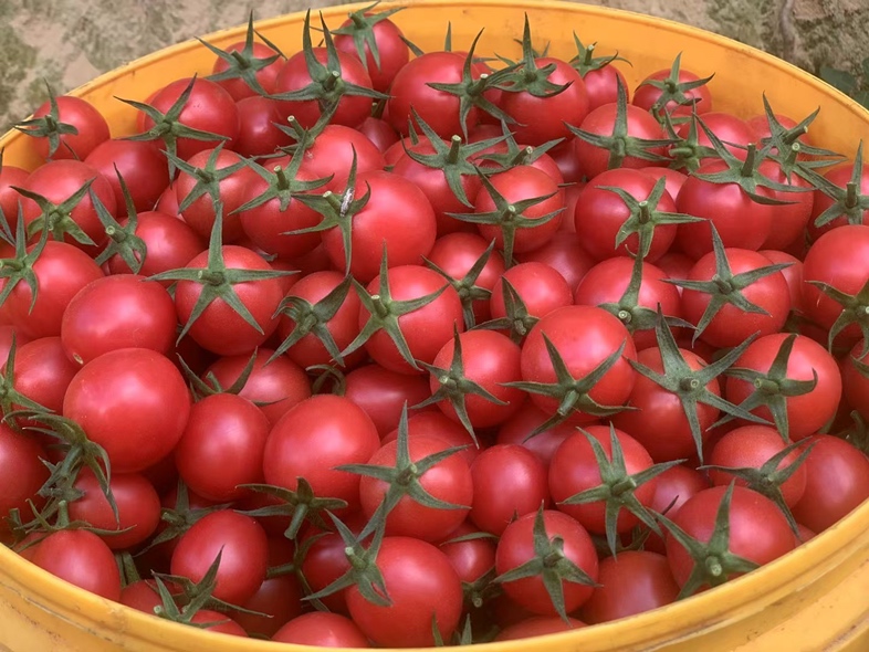 圣女果在市场中售卖的场景