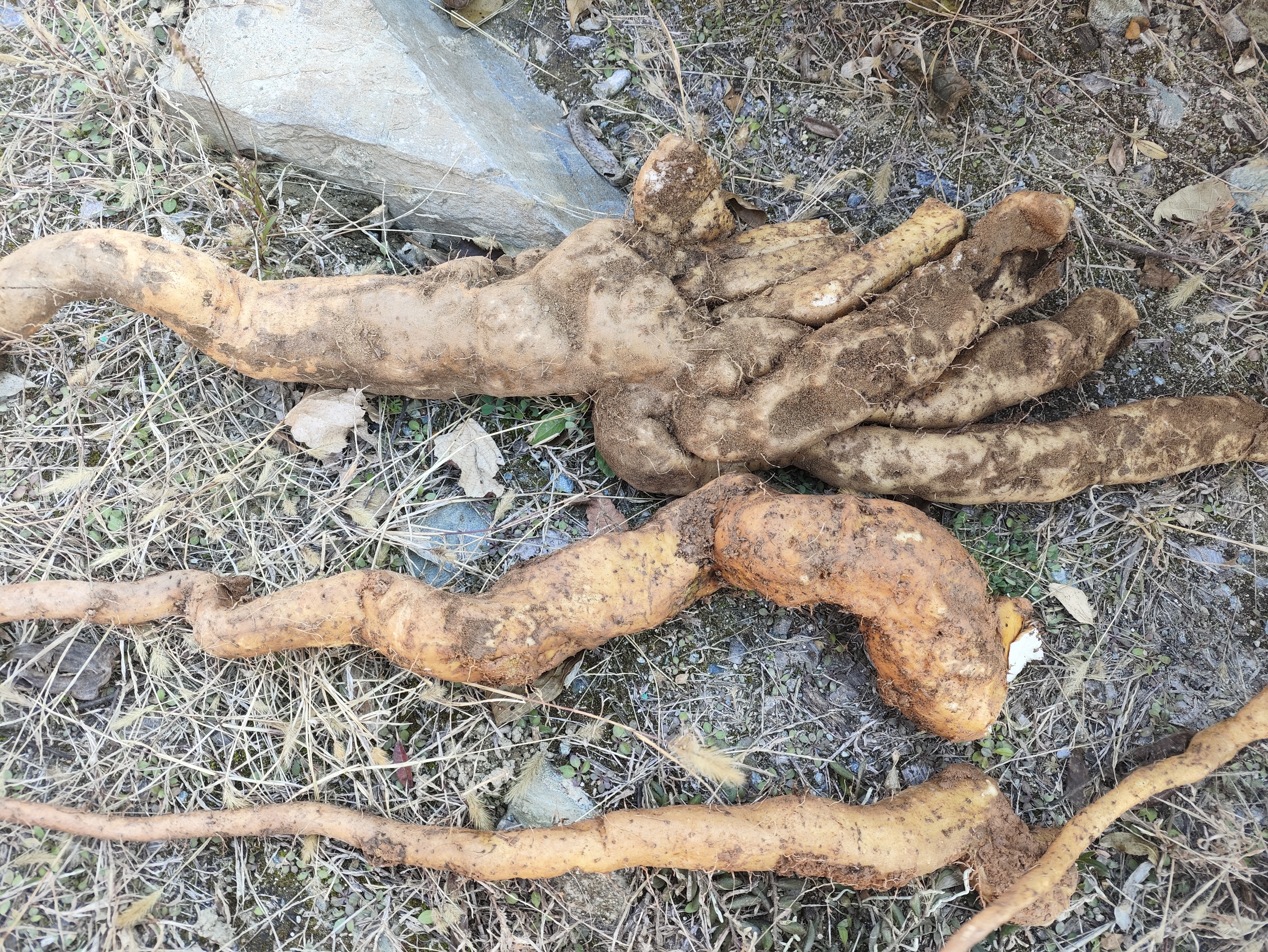 山药变黄过程示意图