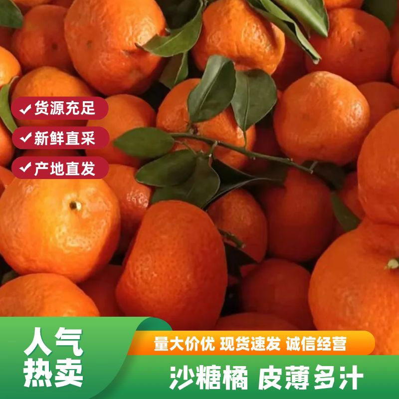【精选】广西荔浦沙糖桔大量上市了，万亩果园等你来。