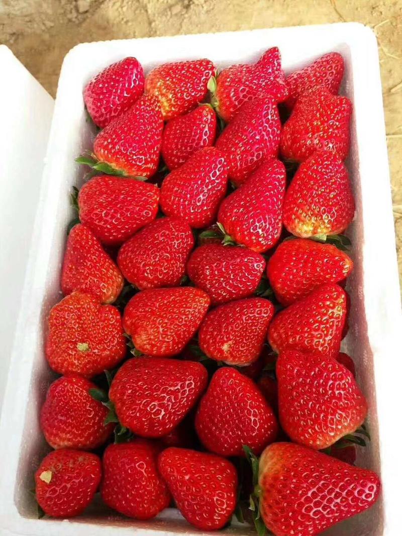 九九草莓