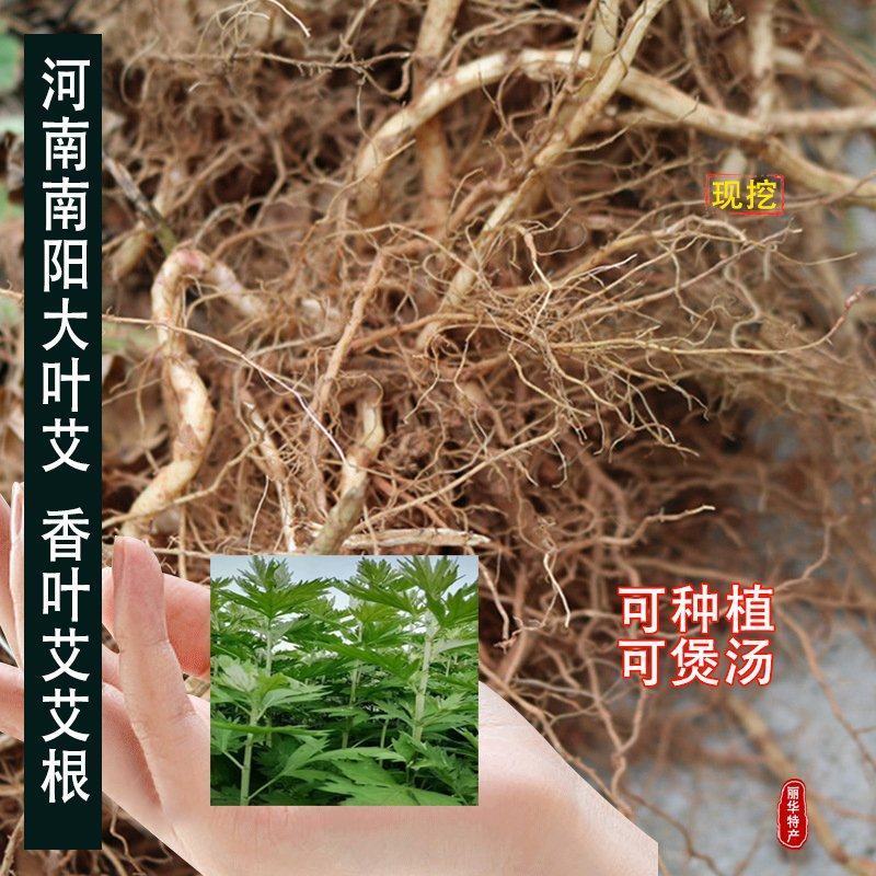 艾根种植艾草根老根优质艾苗南阳艾草现挖全棵艾草挂门