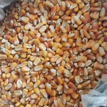 黑龙江大粒优质玉米