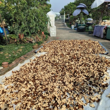 新会陈皮晒货，炕货，优质优质一手货源全国发货品质保障电联