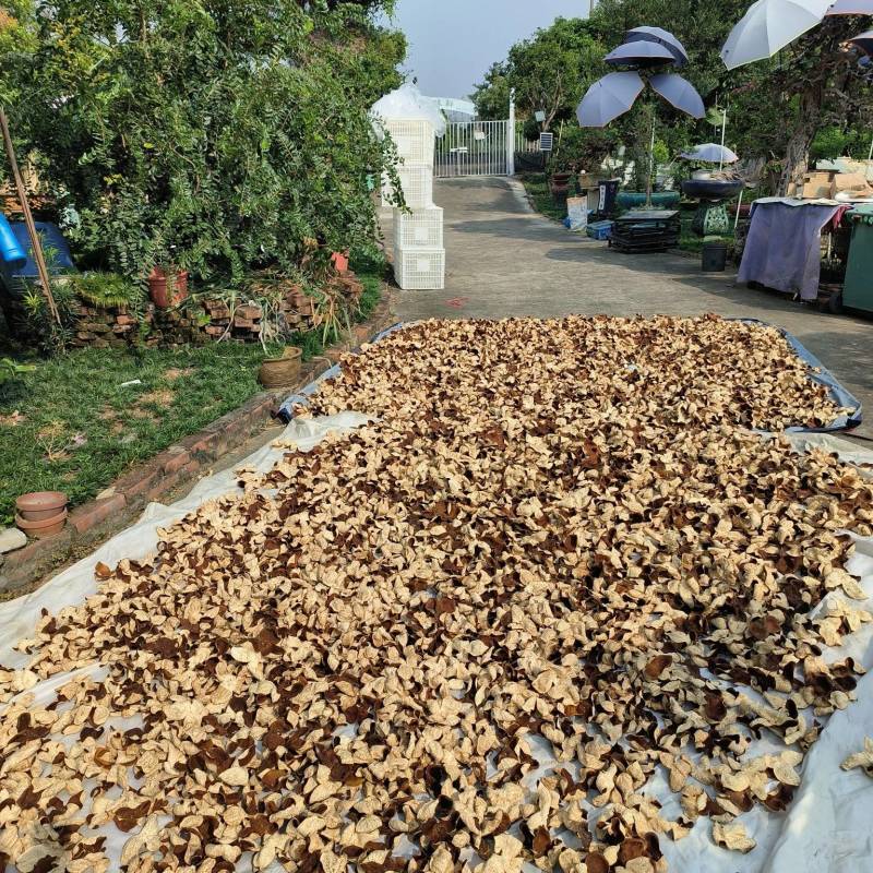 新会陈皮晒货，炕货，优质优质一手货源全国发货品质保障电联