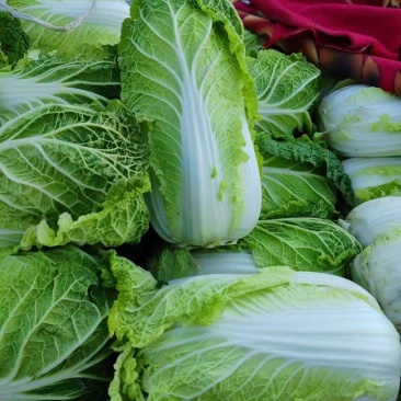 河南白菜，精品北京3号，视频看货，线上保障交易