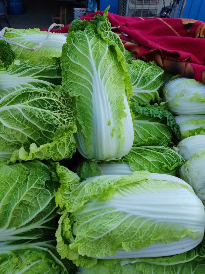河南白菜，精品北京3号，视频看货，线上保障交易