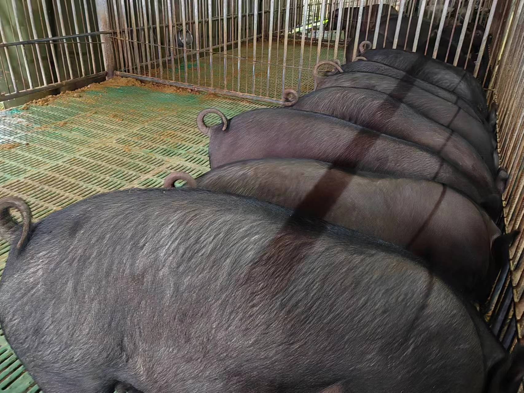 土猪种猪外观特征