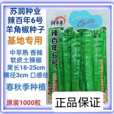 基地专用苏润辣百年6号长羊角椒种子中早熟香辣