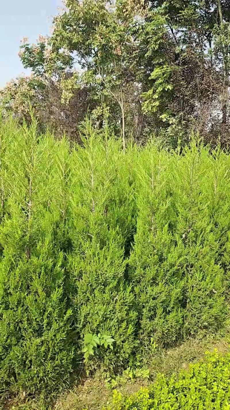 优质塔柏蜀桧常青树规格50~500公分高批零上市