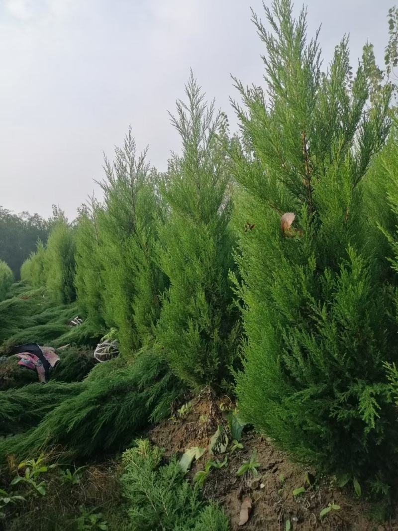 优质塔柏蜀桧常青树规格50~500公分高批零上市
