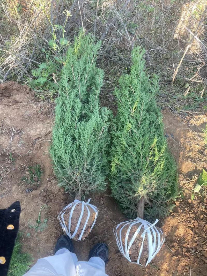 优质塔柏蜀桧常青树规格50~500公分高批零上市