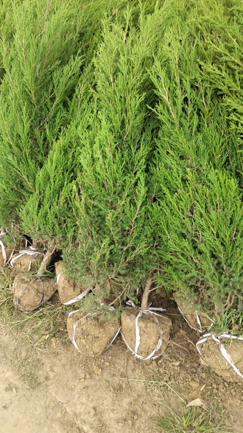 优质塔柏蜀桧常青树规格50~500公分高批零上市